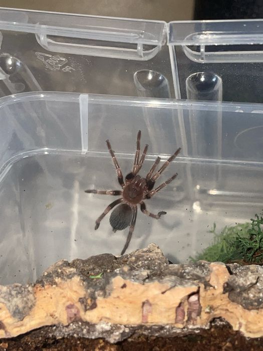 Ptaszniki z terrarium