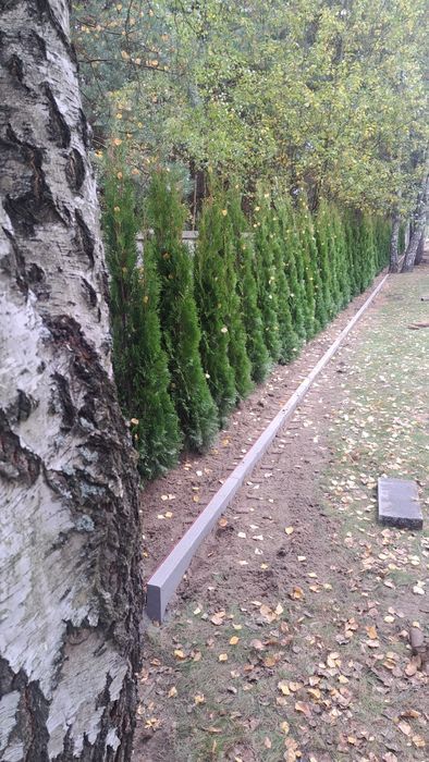Tuja thuja tuje szmaragd