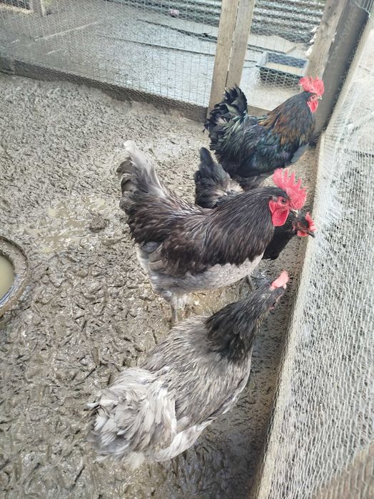 Pintos Ovos Galados Galinha e Fraca, Frangos, Galos Patos Mudos Fracas