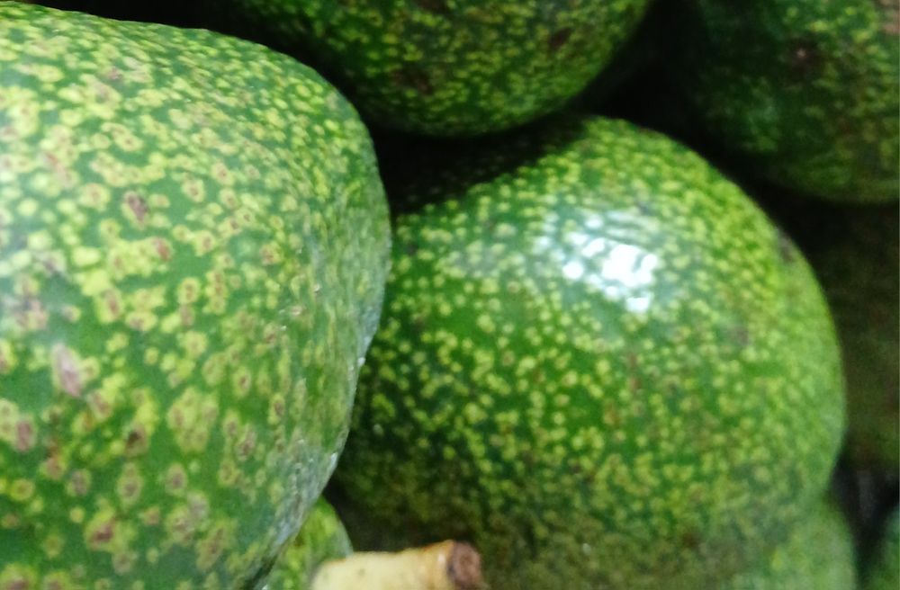 Abacate Biológico NC