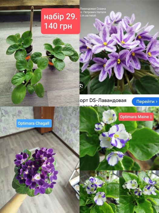 Дітки фіалок. Набір. Ціна за 3 шт