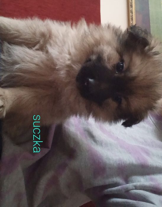 Kochana suczka do oddania za darmo