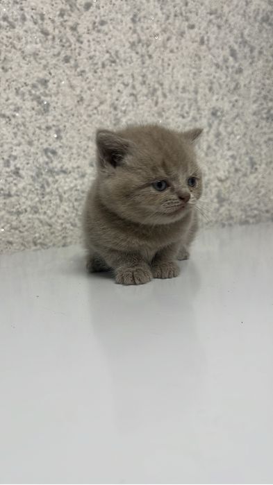 Британские котята продам