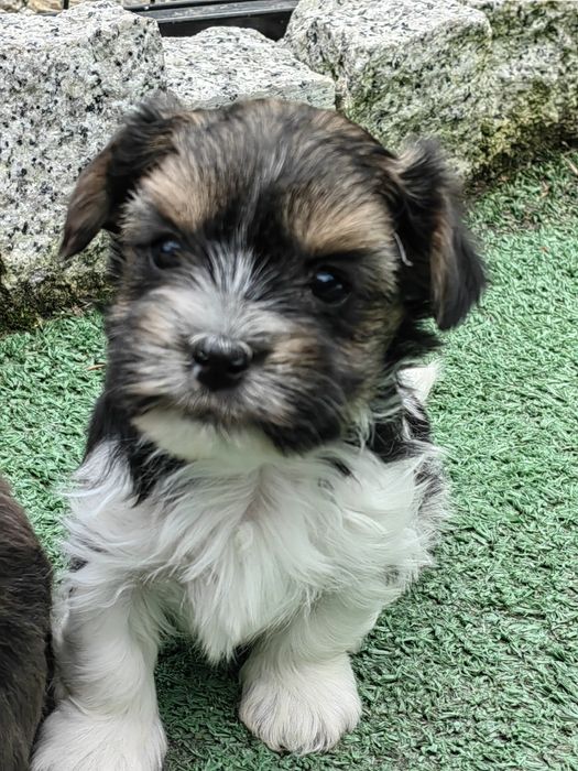 pieski york biewer z metryką