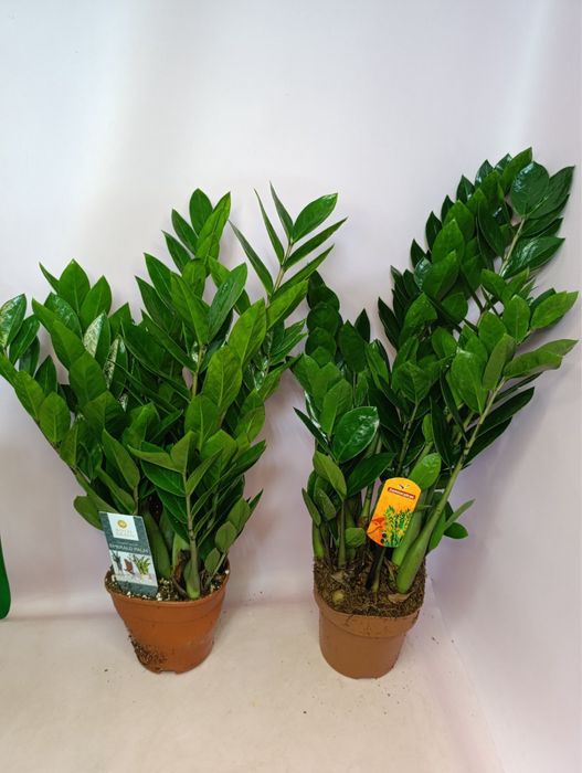 Заміокулькас,дифенбахія,лавр