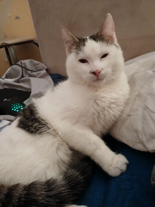 Młody kotek do oddania