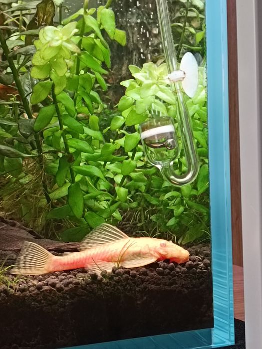 Glonojady złote/Ancistrus sp.