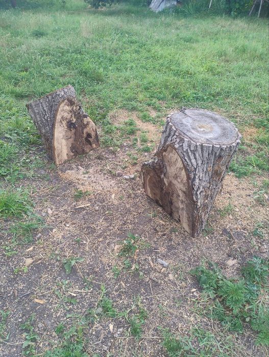 Стовбур горіха, горіх, слеб.