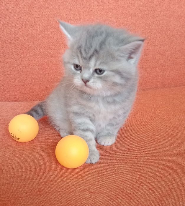 Шотландська кішечка. Бронь