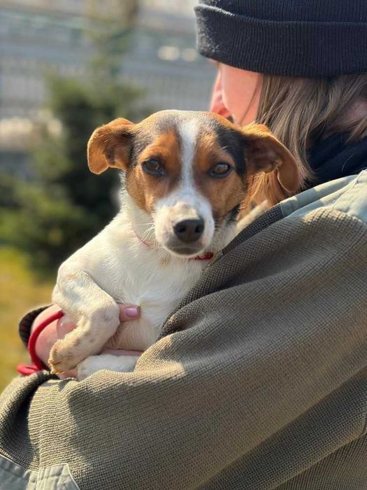 097100 Archie do adopcji.