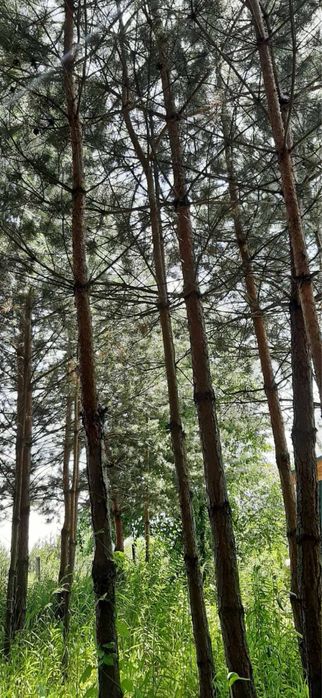 Продам дачу біля лісу 35м2 біля с.Устинкова Гребля