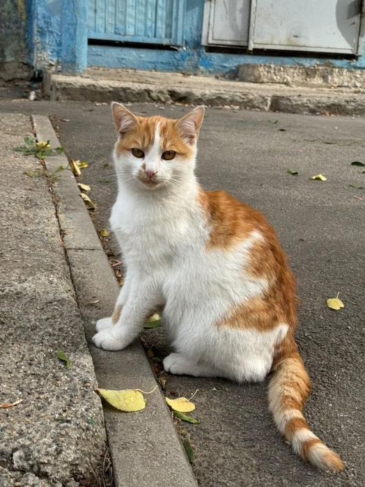 Отдам рыже-белого котенка, мальчик,  5 месяцев