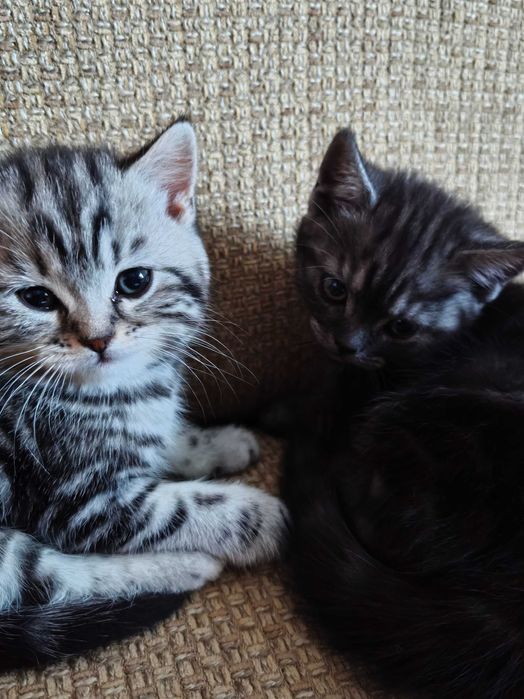 Шотландские мраморные котята