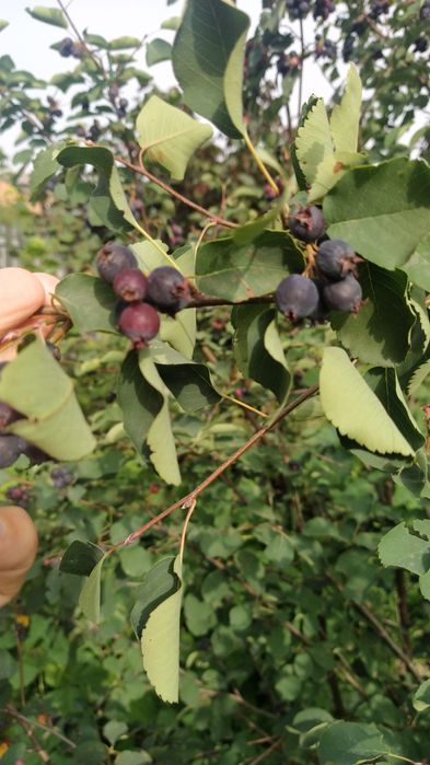 Гумі ірга фундук актинідія
