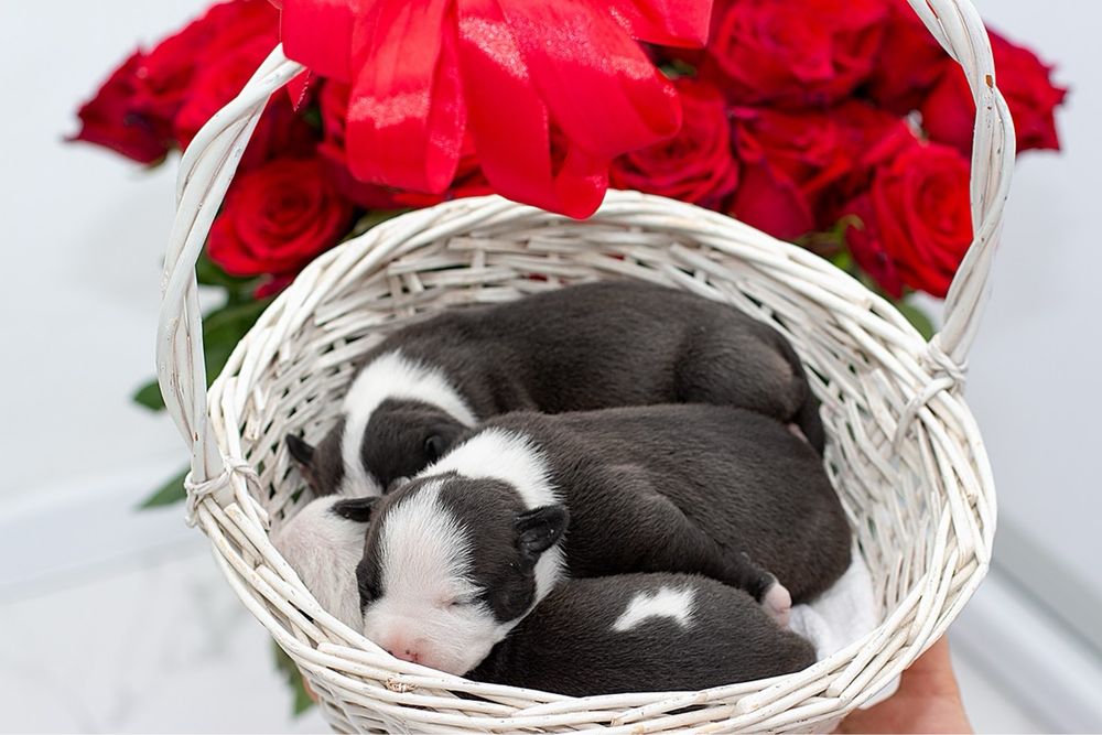 Донечки АСТ від 06,09.2025 повний пакет