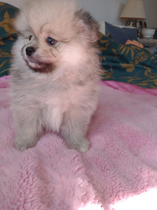 Chłopak Szpiciniaturoey pomeranian