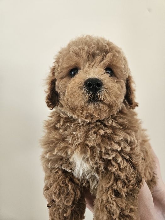 Bichpoo (nie Cavapoo i Maltipoo)Bichon Frise  i Pudel Toy
