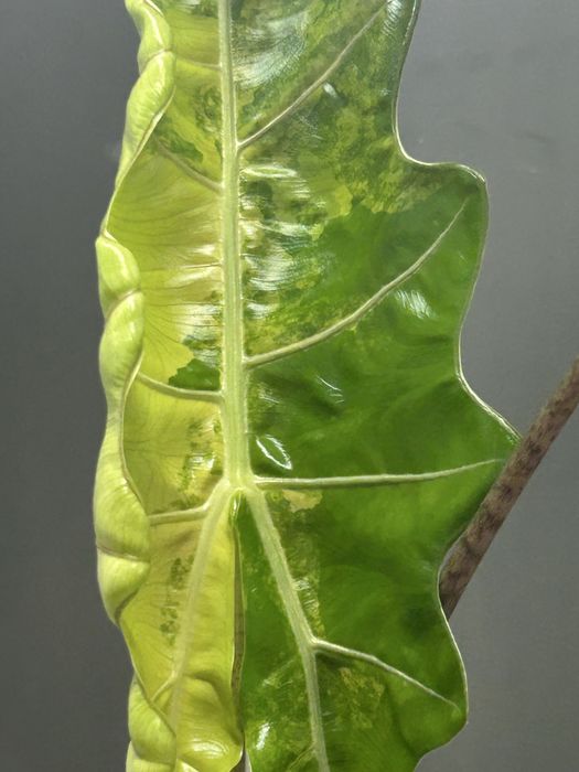 Alokazja PseudoSanderiana Pink Variegata bulwa nr 1