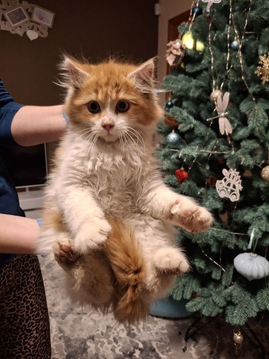 Кошенятка в хороші руки