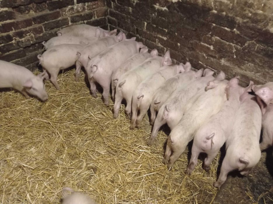 Домашні поросята