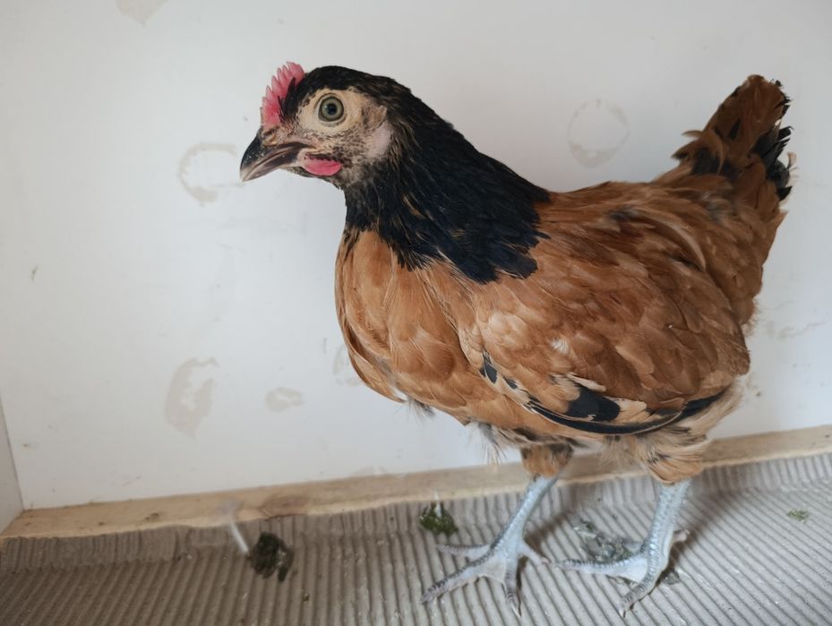Koguty lakenfelder ozdobne, vorwerk, fryzyjskie, hamburskie, wyandotta