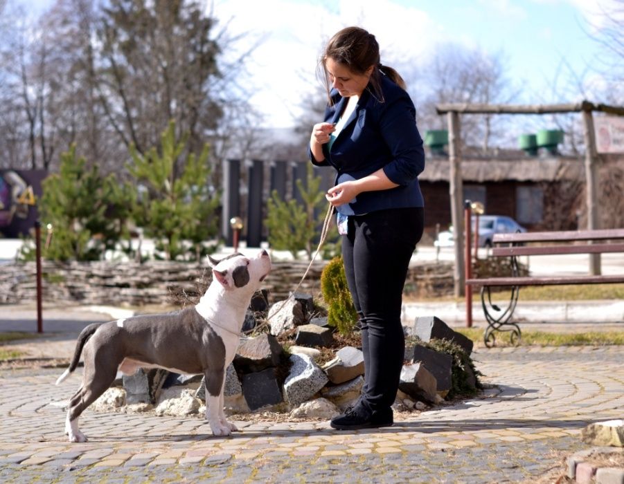 Стаф (американский стаффордширский террьер) для вязки