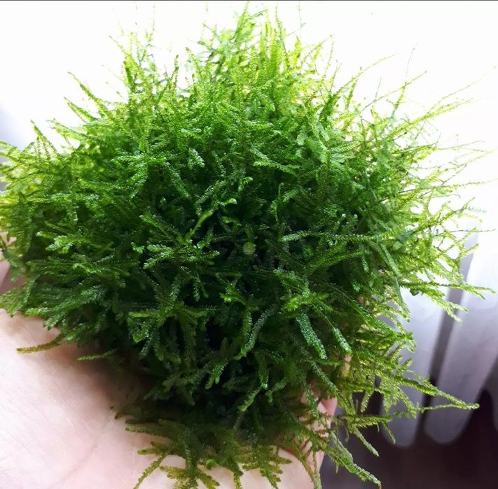 Kępa mchu Java Moss Tajwan Moss mech jawajski roślina akwariowa