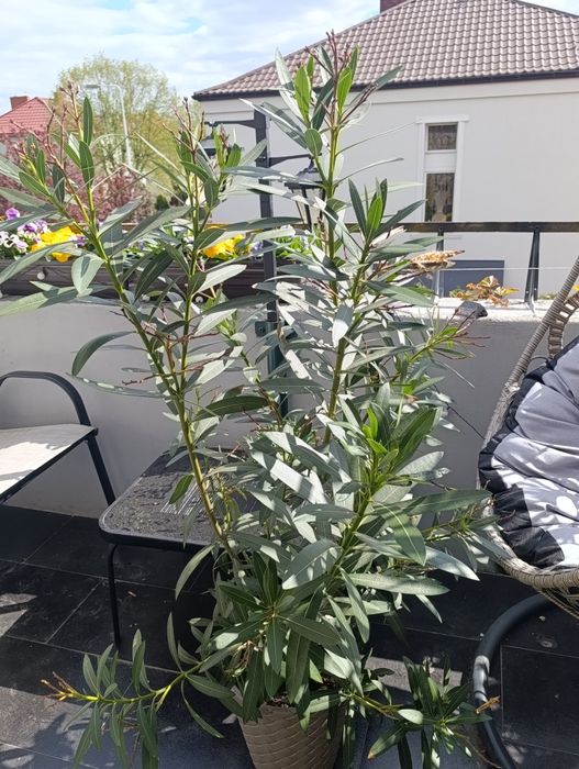 Sprzedam Oleander różowy