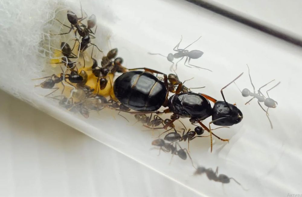Муравьи Camponotus friedae – купить с муравьиной фермой |  Новая Почта