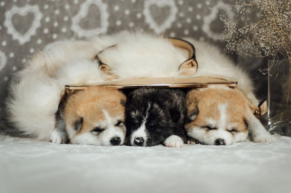 Цуценята Акіта іну