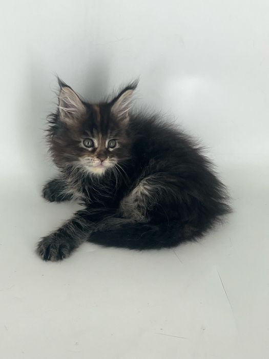 Котята мэйн -кун