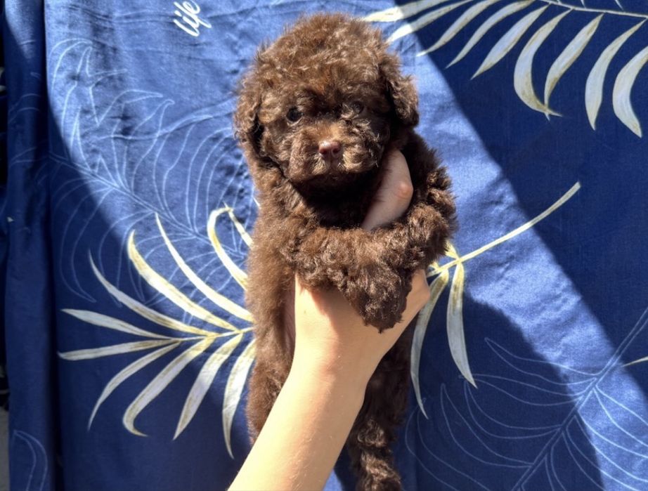 Той пудель шоколад хлопчик