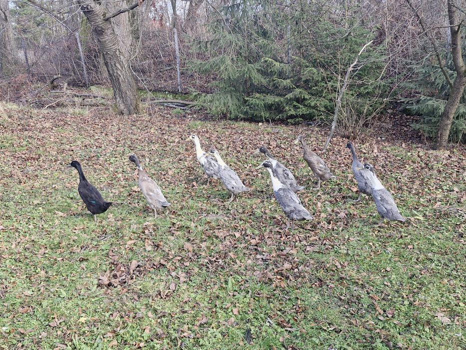 Sprzedam kaczki biegusy