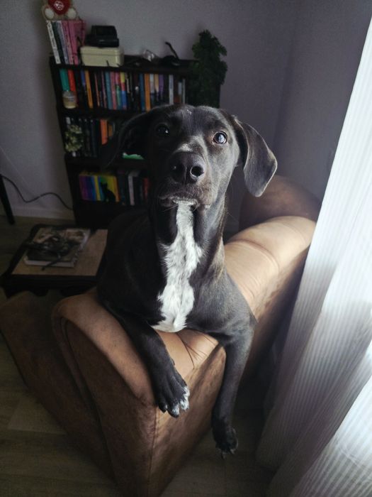 Adoção responsável/ Responsible adoption