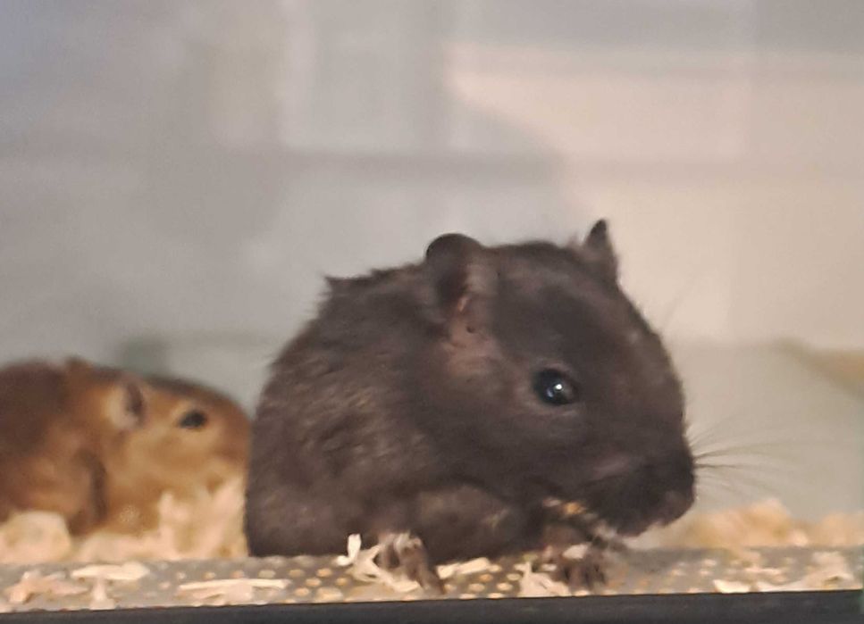 Myszoskoczek - sklep zoologiczny Pawik.pl Głogów Młp.