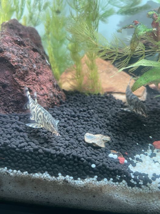 Vendo 4 peixes botias adultas