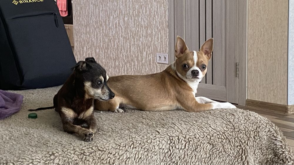 Чихуахуа для вязки