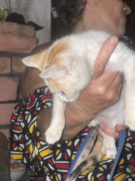 Caozinho e gatinha