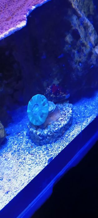 caulastrea mint koralowiec morski