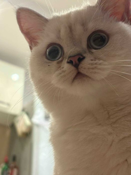 Kot brytyjski krótkowłosy