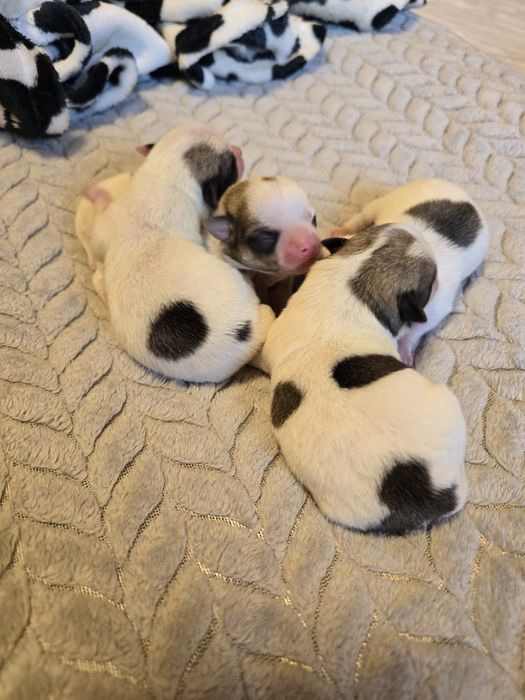 Chihuahua zgodnie z wzorcem rasy