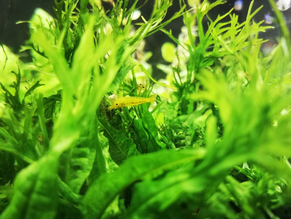 Caridina Yellow king kong