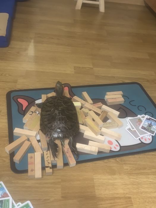 Черепаха красновуха