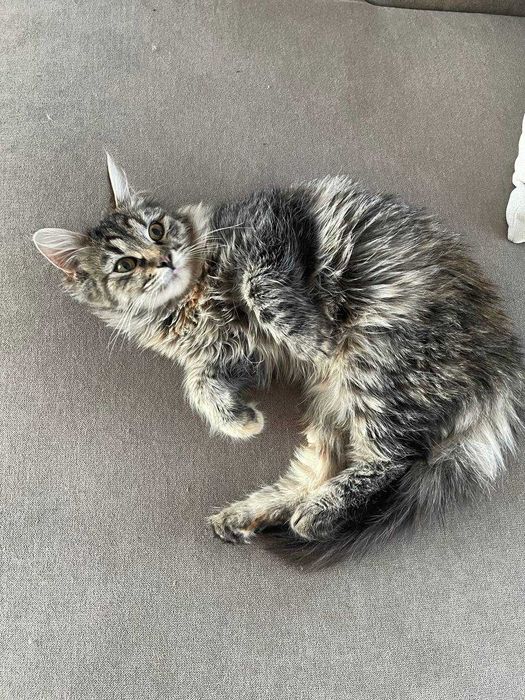 Кися в поиске любящей семьи!