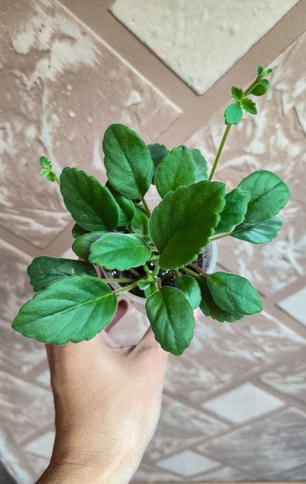 Альсобія, Alsobia Dianthiflora