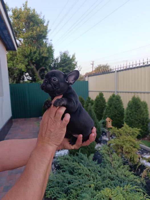 Шикарная девочка