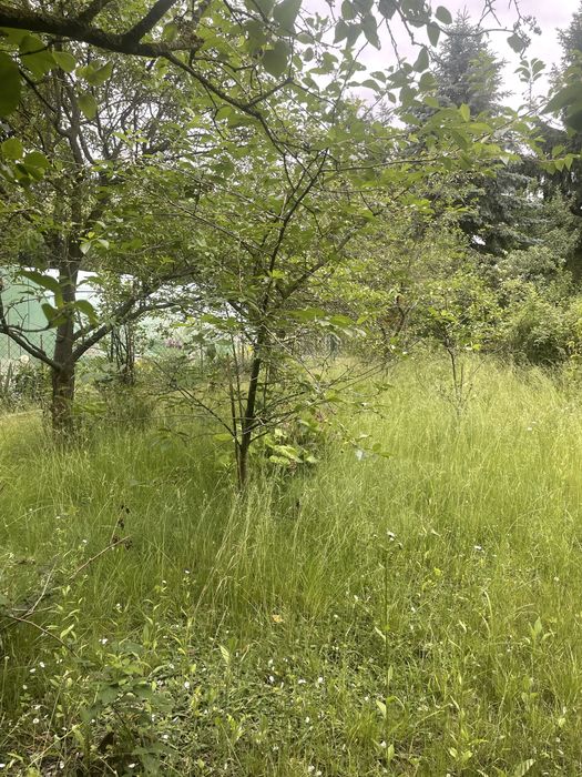 ROD Siekierki 300 m² | Prąd, woda | Owocujące drzewa | 27 000 zł - Widok 2