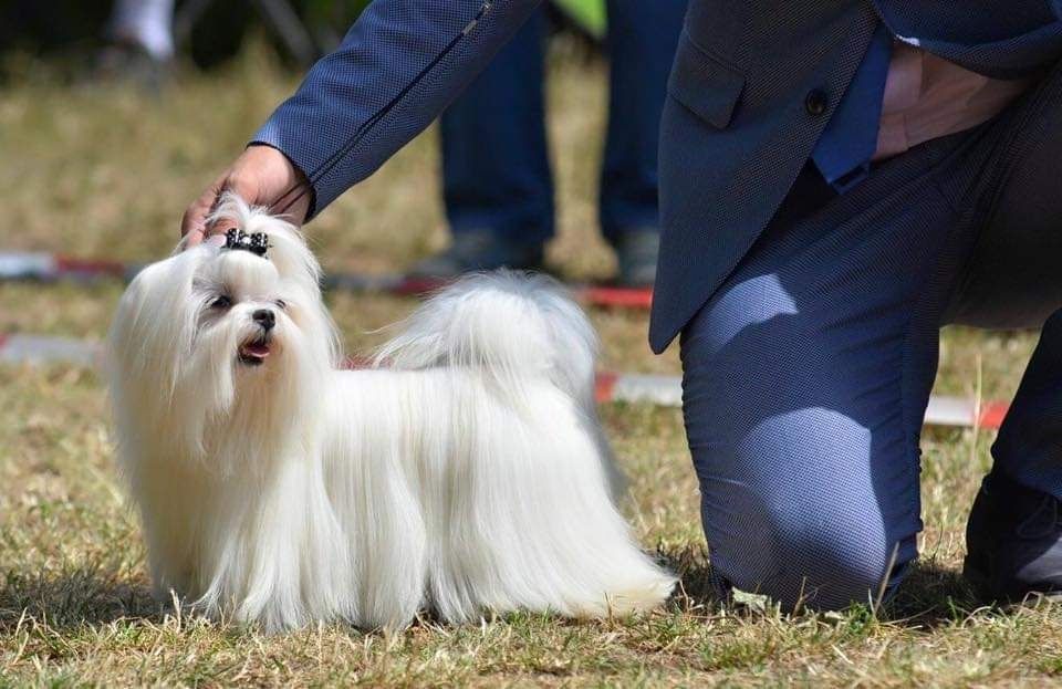 Maltańczyk piesek rodowód ZKWFCI