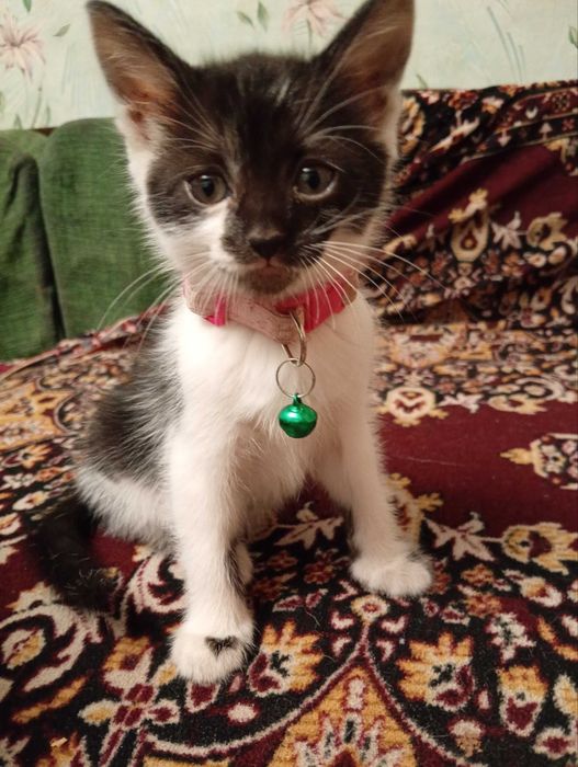 Кошенята 1,5 місяці