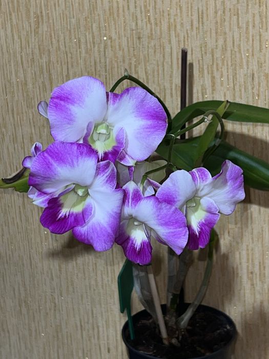 Орхидея. Дендробиум Dragon King.